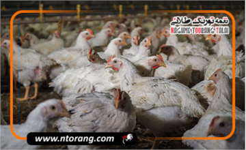 تکذیب شایعه استفاده از تریاک در خوراک مرغ؛ بیانیه رسمی اتحادیه مرغداران گوشتی ایران